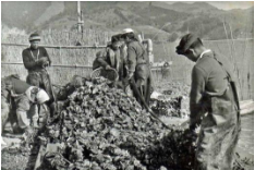 préparation des naissains d'huitre pour l'exporation en France en 1966